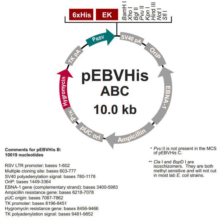 pEBVHis B载体图谱